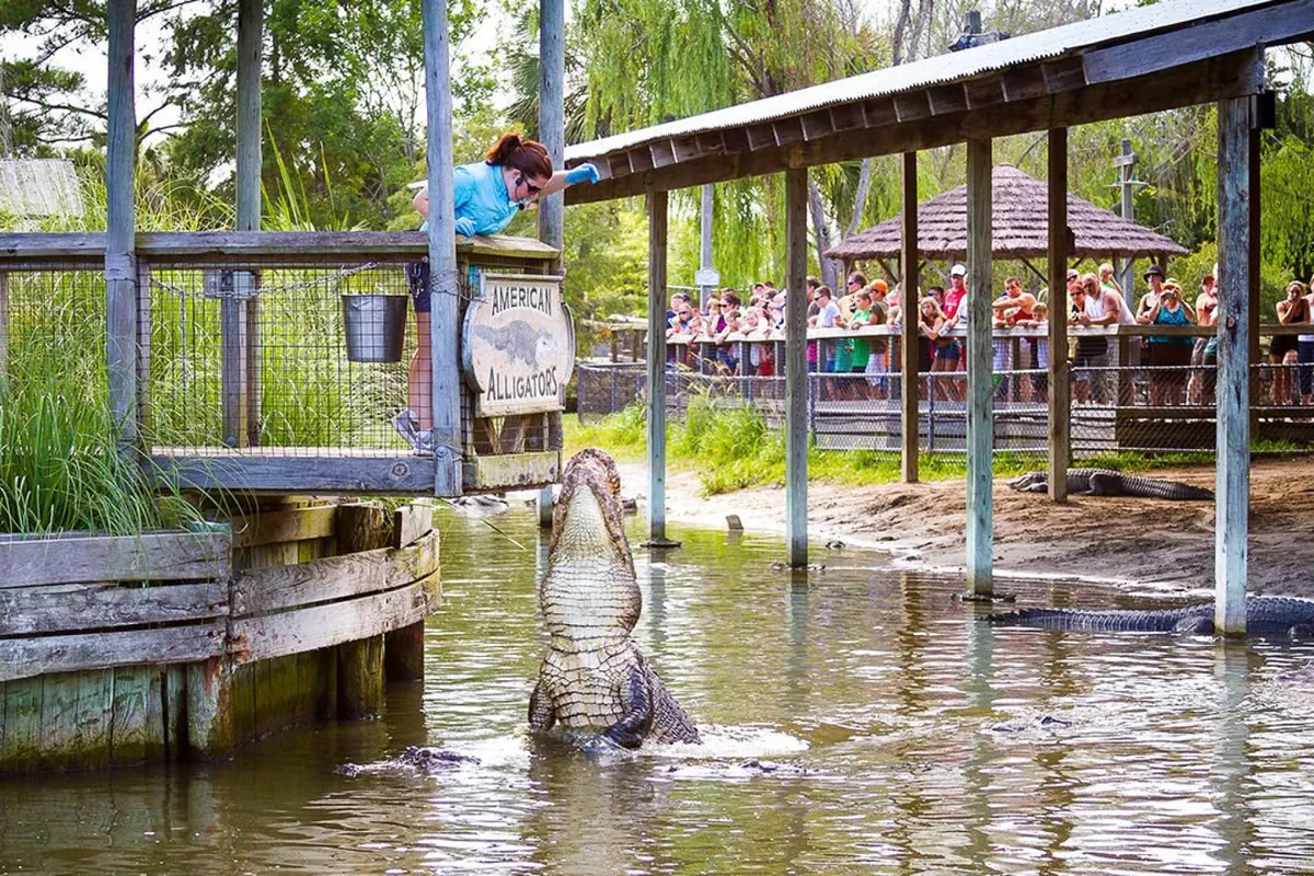 An outdoor scene capturing the excitement of an alligator feeding demonstration, with a trainer leaning over the railing, a large alligator in the foreground, and a crowd of spectators watching. The setting is vibrant and filled with energy, emphasizing interactive wildlife experiences.